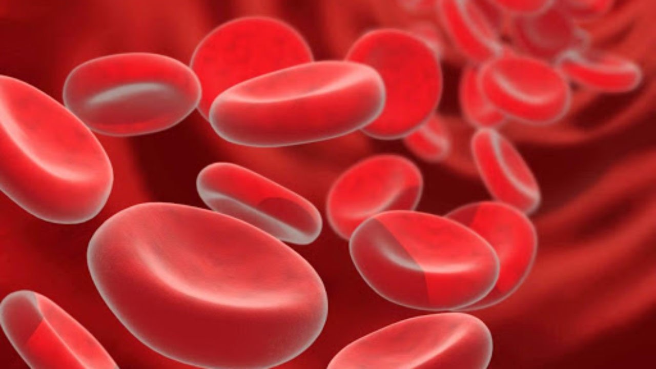 Sắt là thành phần cấu tạo của Hemoglobin nằm trên bề mặt hồng cầu
