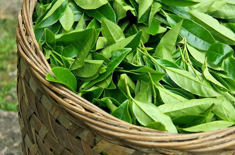 Lá chè xanh thường được sử dụng để nấu nước tắm cho bé sơ sinh