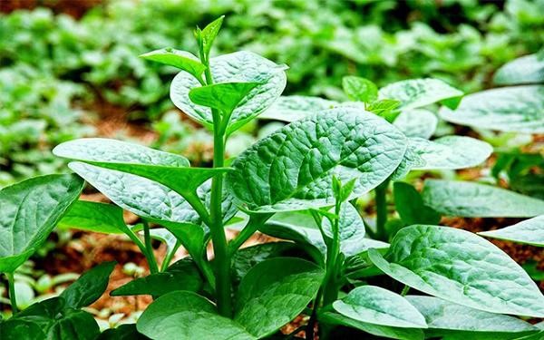 dùng rau mồng tới lọc nước