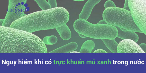 trực khuẩn mủ xanh