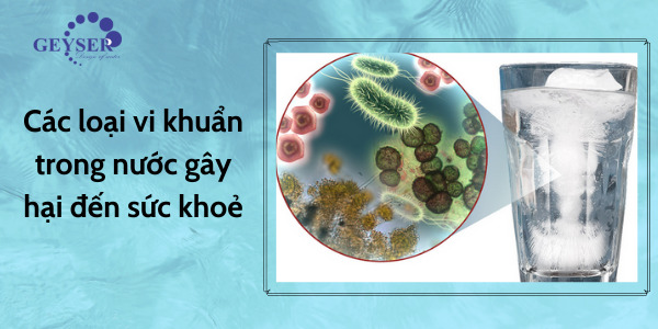 vi khuẩn trong nước