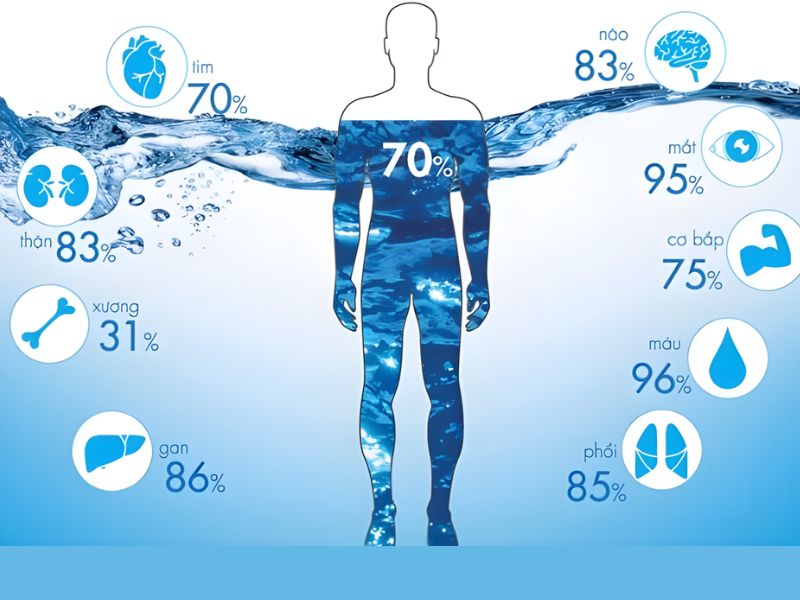 Vai trò của nước đối với cơ thể